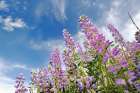 Low angle view of Lupine flowers-Bald Hills Road-California Art Print